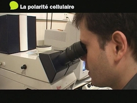 Chercheur en Sciences de la vie : la polarité cellulaire
