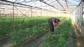 Maraîcher bio