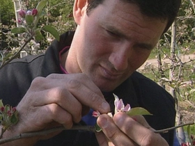 Technicien arboricole